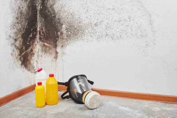 Best Mold Removal Company Near Me  in Stroville, CA