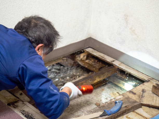 Best Crawl Space Mold Removal  in Stroville, CA