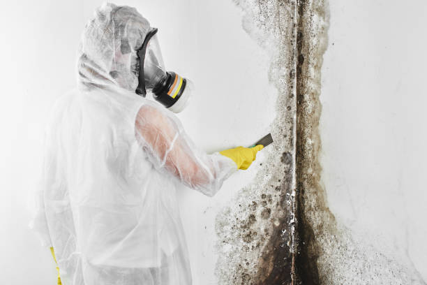 Best Professional Mold Removal  in Stroville, CA