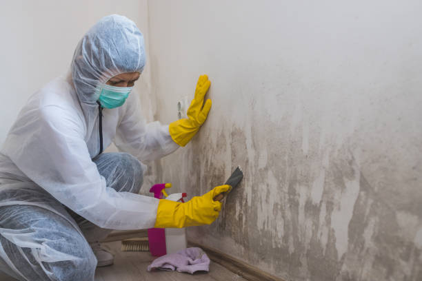Best Mold Cleaning Services  in Stroville, CA