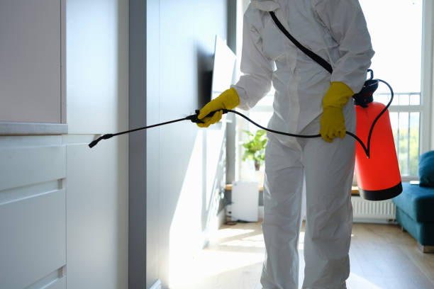 Best Emergency Mold Removal  in Stroville, CA