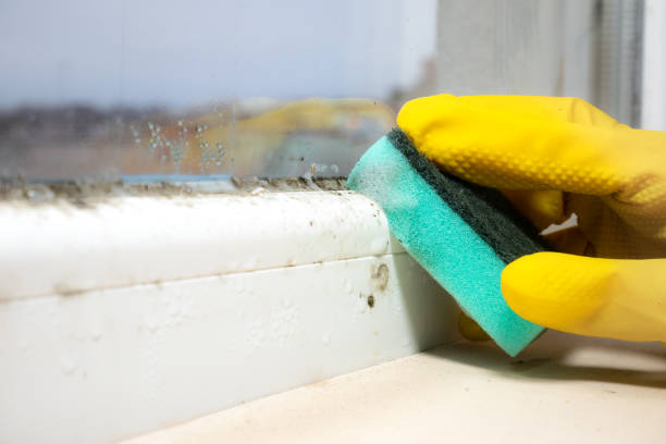 Best Residential Mold Removal  in Stroville, CA