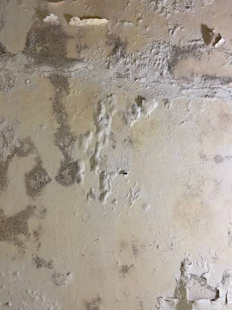Best Certified Mold Removal  in Stroville, CA