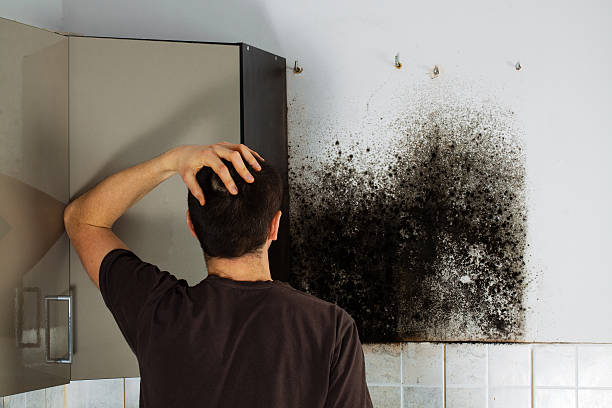 Mold Removal and Inspection in Castroville, CA