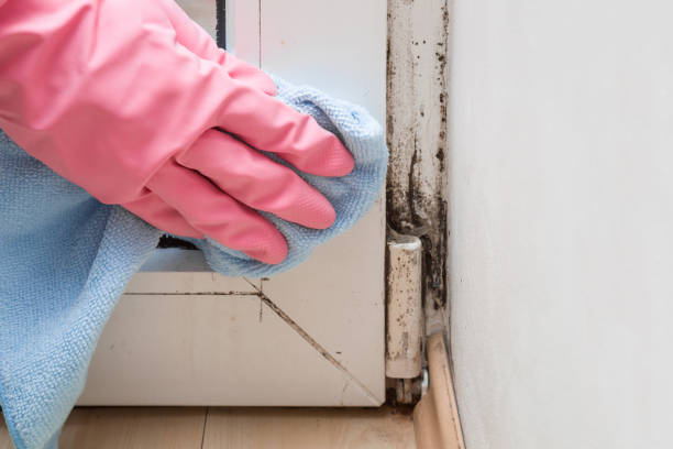 Best Mold Remediation  in Stroville, CA
