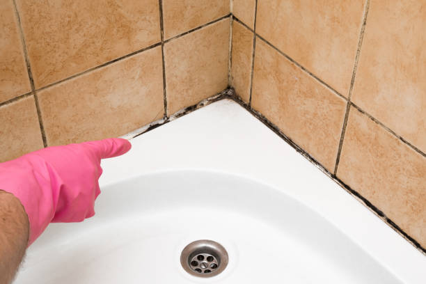 Best Commercial Mold Removal  in Stroville, CA
